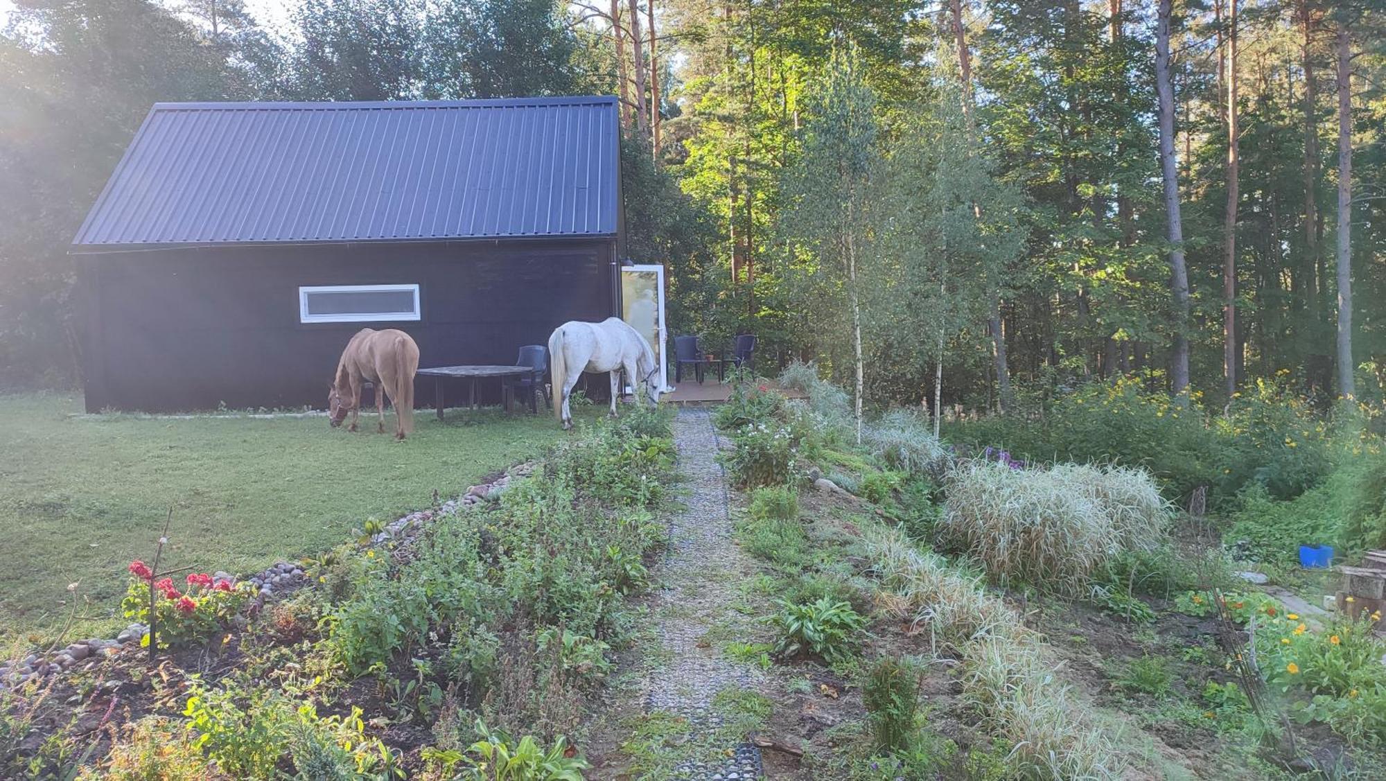 Modern Sauna Cabin In Horse Ranch Liyeplauke Exteriér fotografie